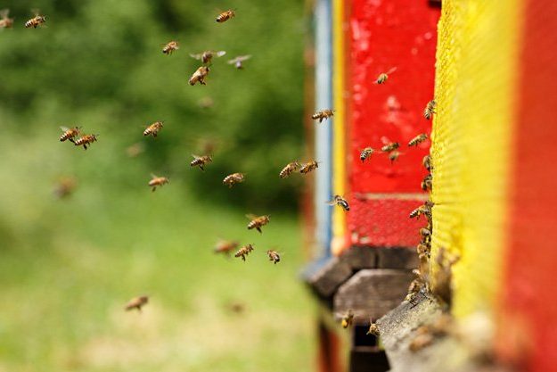μελισσοκομια