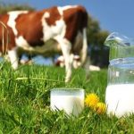 Πιο υγιεινό το βιολογικό γάλα