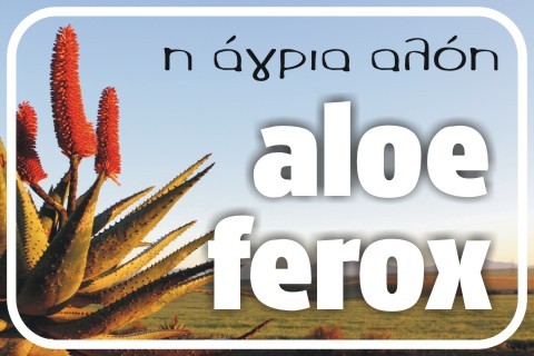 aloe-ferox