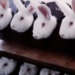 Η lavera σταματάει τις εξαγωγές προς την Κίνα μέχρι να σταματήσει η χώρα τα υποχρεωτικά πειράματα στα ζώα