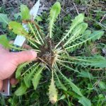 Τα άγρια χόρτα στην ελληνική μεσογειακή διατροφή