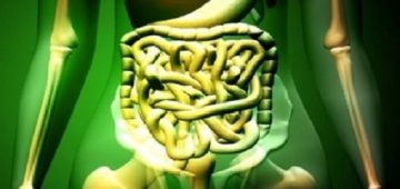 εντερική χλωρίδα