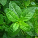 Μέντα ή Δυόσμος