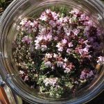 Το θυμάρι ως θεραπευτικό κατά της ακμής