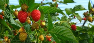 λαχανόκηπο