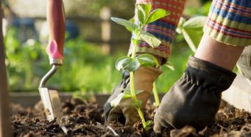 λαχανόκηπο