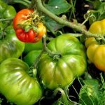 Ώρα για λαχανόκηπο