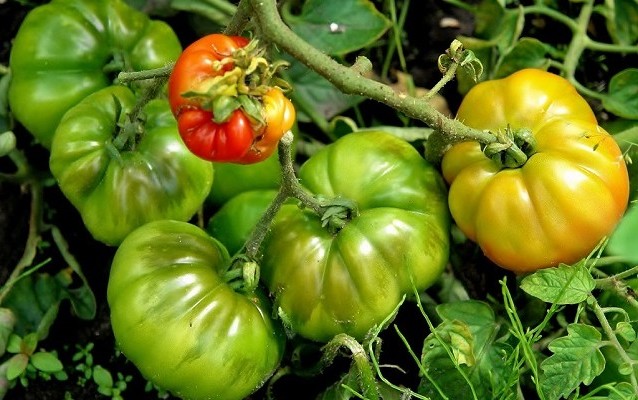 λαχανόκηπο