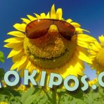 Καλοκαιρινή φροντίδα των καλλωπιστικών και καρποφόρων φυτών