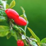 Γνωρίστε τα GOJI BERRIES – το θαύμα το φύσης