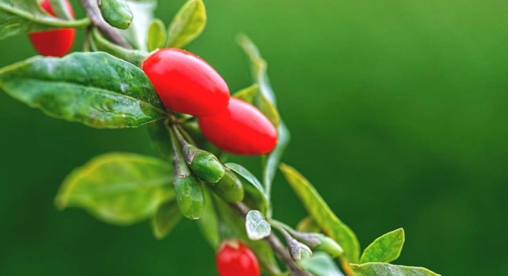 goji berries hellas